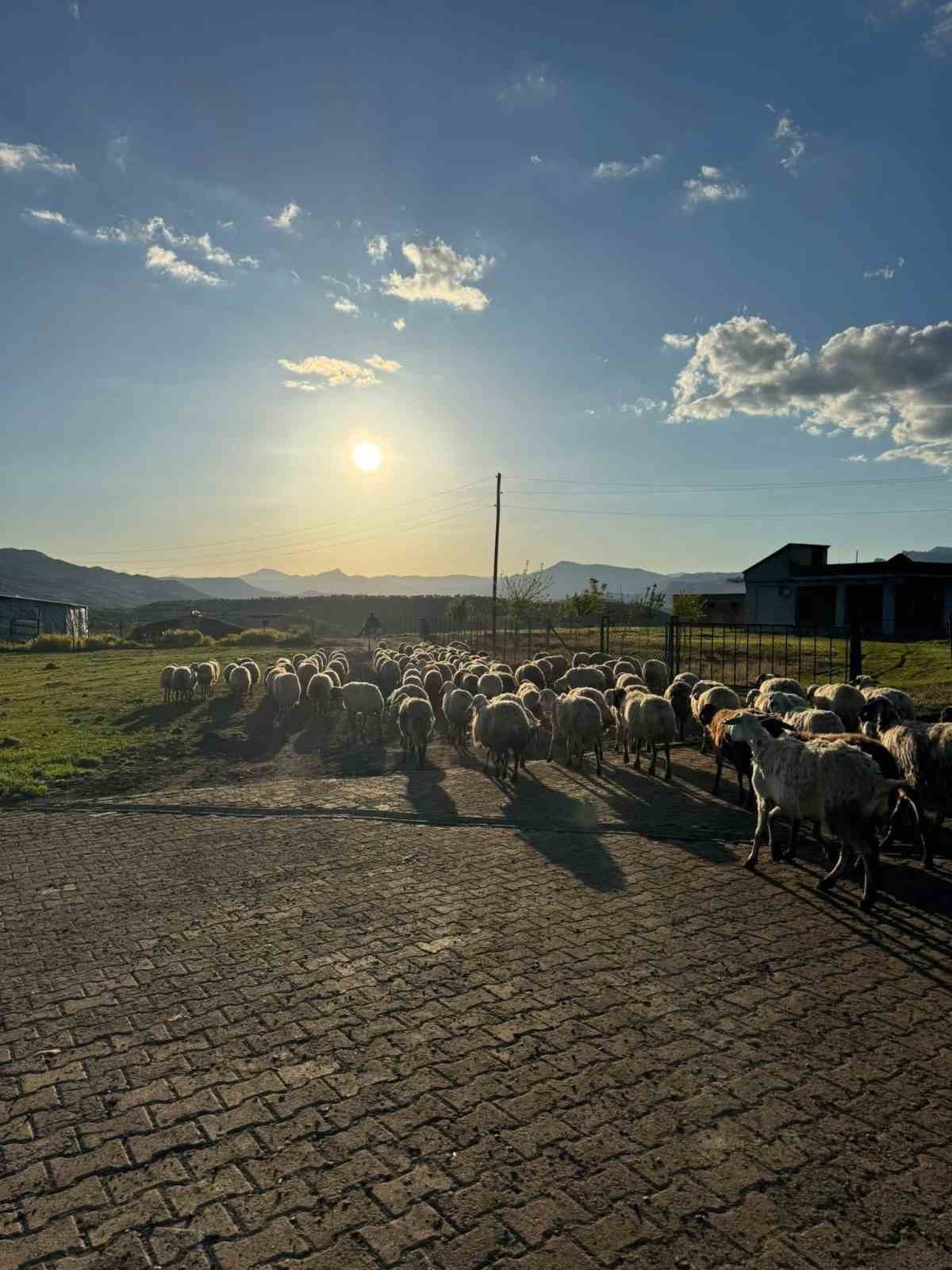 diyarbakirda gocerlerin zorlu yolculugu basladi 3 9XIsWpU8
