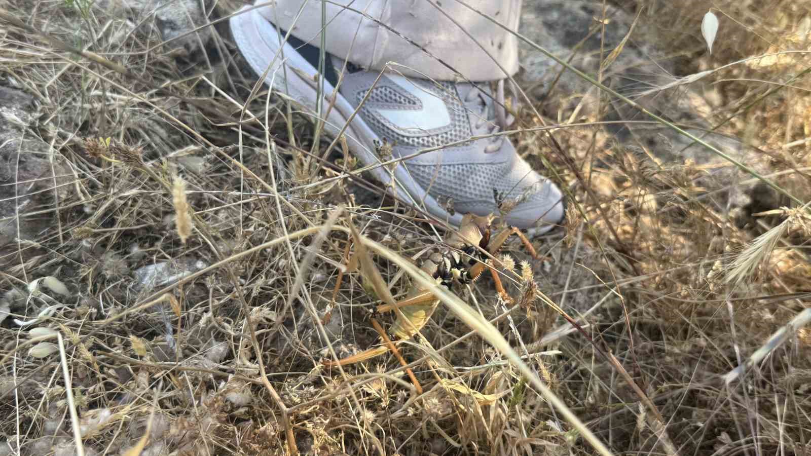 Diyarbakır’da görülen etçil çekirgeler boyutlarıyla dikkat çekti 5 diyarbakirda gorulen etcil cekirgeler boyutlariyla dikkat cekti 1 bfCy6VfK
