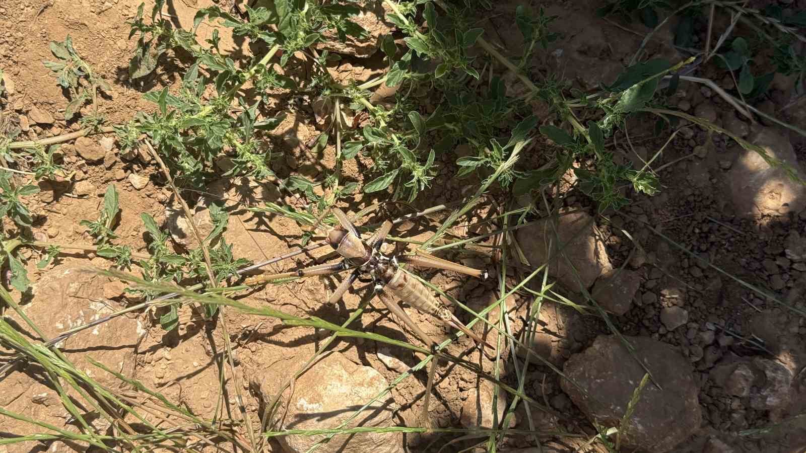 Diyarbakır’da görülen etçil çekirgeler boyutlarıyla dikkat çekti 7 diyarbakirda gorulen etcil cekirgeler boyutlariyla dikkat cekti 3