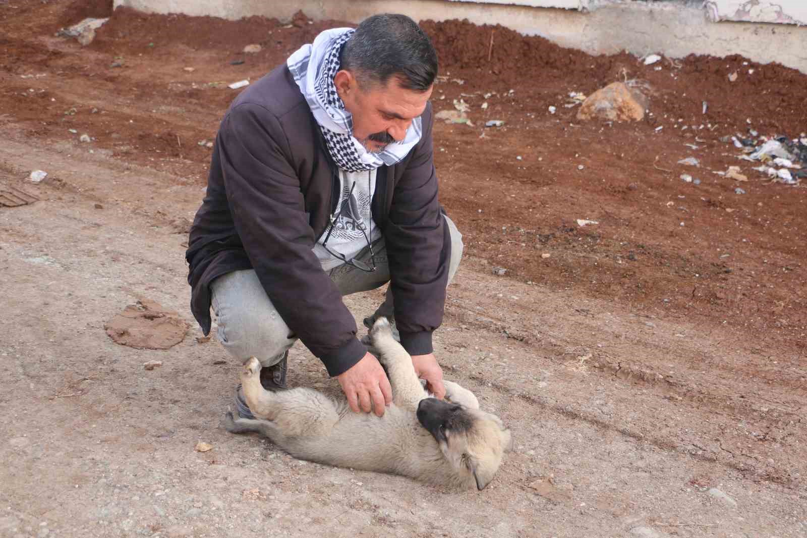diyarbakirda hayvanlarin sessiz kahramani 3 NNDH41Hk