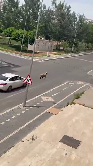 diyarbakirda kacan kurbanlik trafigin altini ustune getirdi 0 4uX1np25