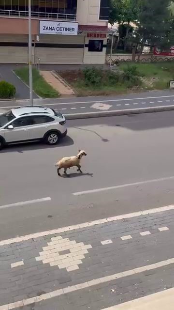 diyarbakirda kacan kurbanlik trafigin altini ustune getirdi 1 O6HX95C2