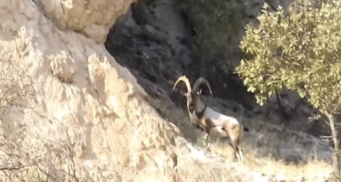 diyarbakirda koruma altindaki dag kecileri goruntulendi 0 mF1iwXgj