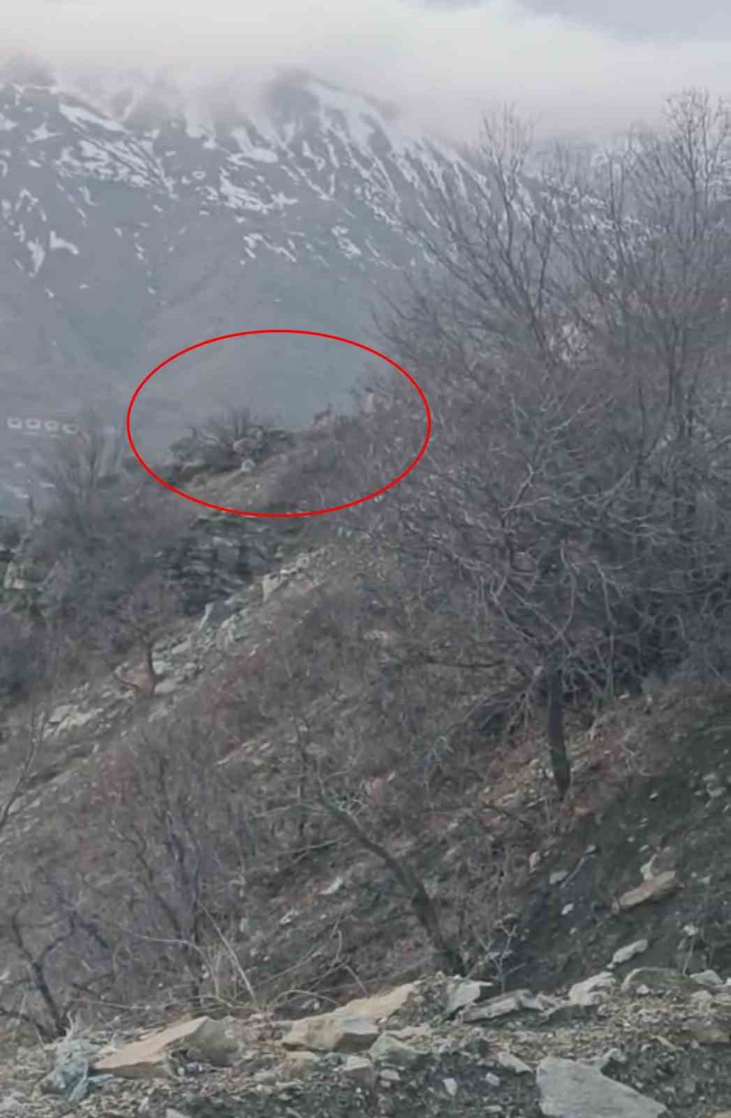 diyarbakirda nesli koruma altinda bulunan dag kecileri goruntulendi 0 ujfUm8n9