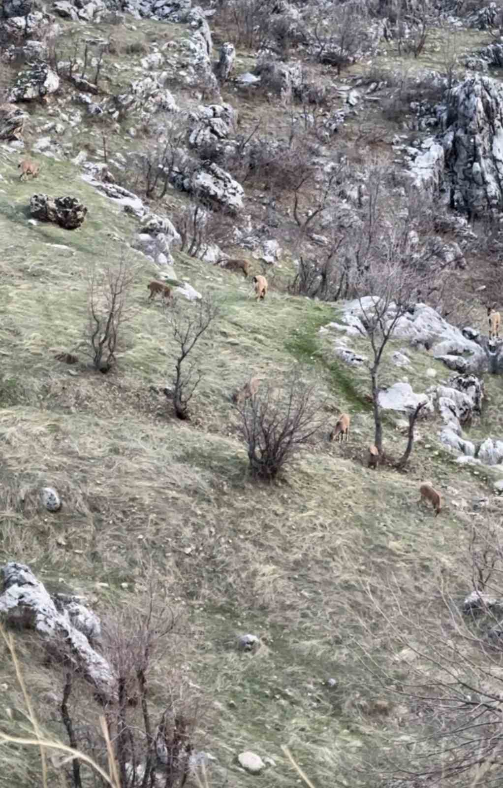 diyarbakirda nesli koruma altinda olan dag kecileri goruldu 0 uYRpDUbp