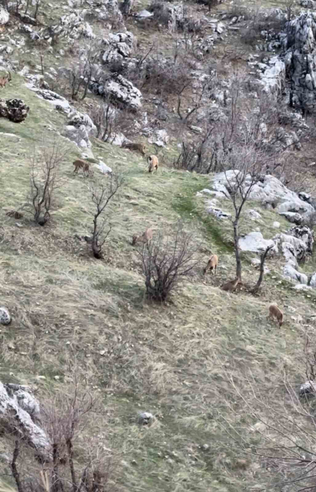 diyarbakirda nesli koruma altinda olan dag kecileri goruldu 1 iOEwLrUT