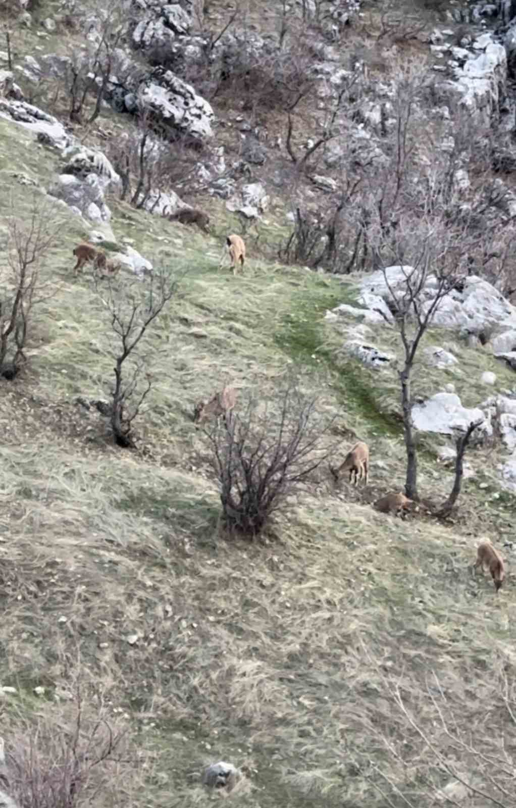 diyarbakirda nesli koruma altinda olan dag kecileri goruldu 2