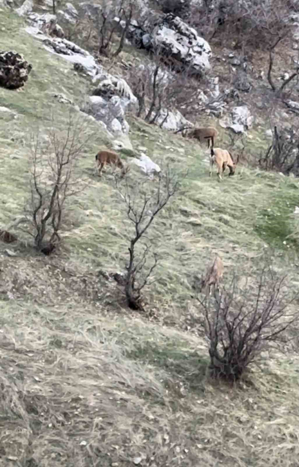 diyarbakirda nesli koruma altinda olan dag kecileri goruldu 3 hEKD6jep