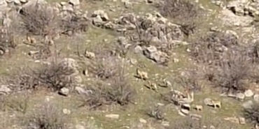 diyarbakirda-populasyonlari-her-gecen-gun-artiyor-kacak-avlayanlara-940-bin-lira-ceza-kesiliyor-cvyeKSiF.jpg