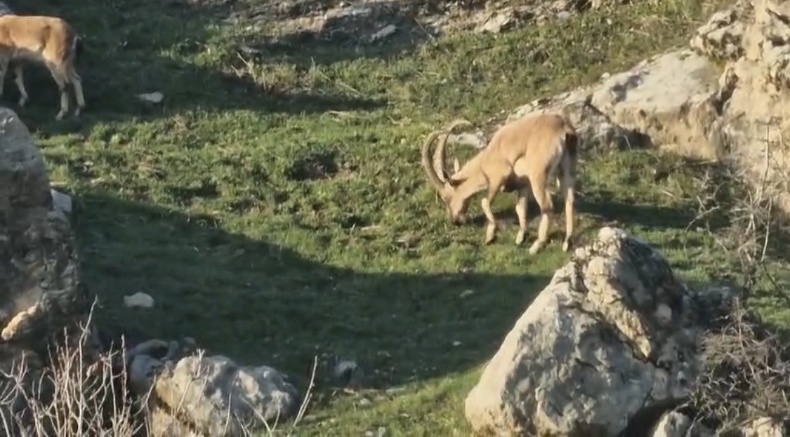 diyarbakirda populasyonu hizli artan dag kecileri goruldu 1 MG7PFS3M