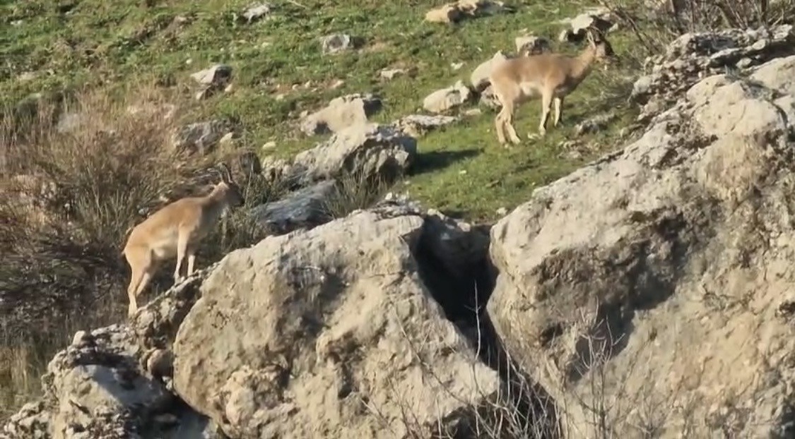 diyarbakirda populasyonu hizli artan dag kecileri goruldu 2