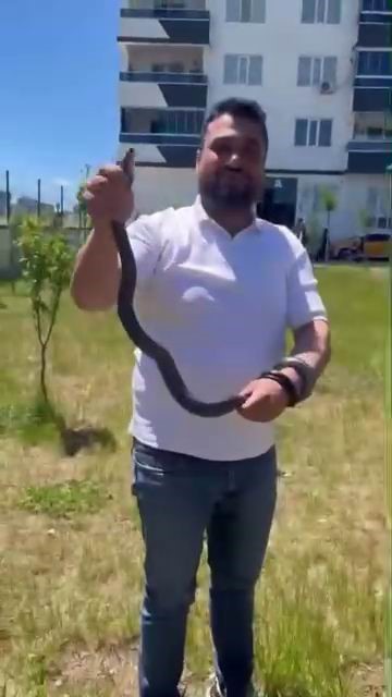 diyarbakirda site bahcesinde yilan panigi 0 p1OA8yrh