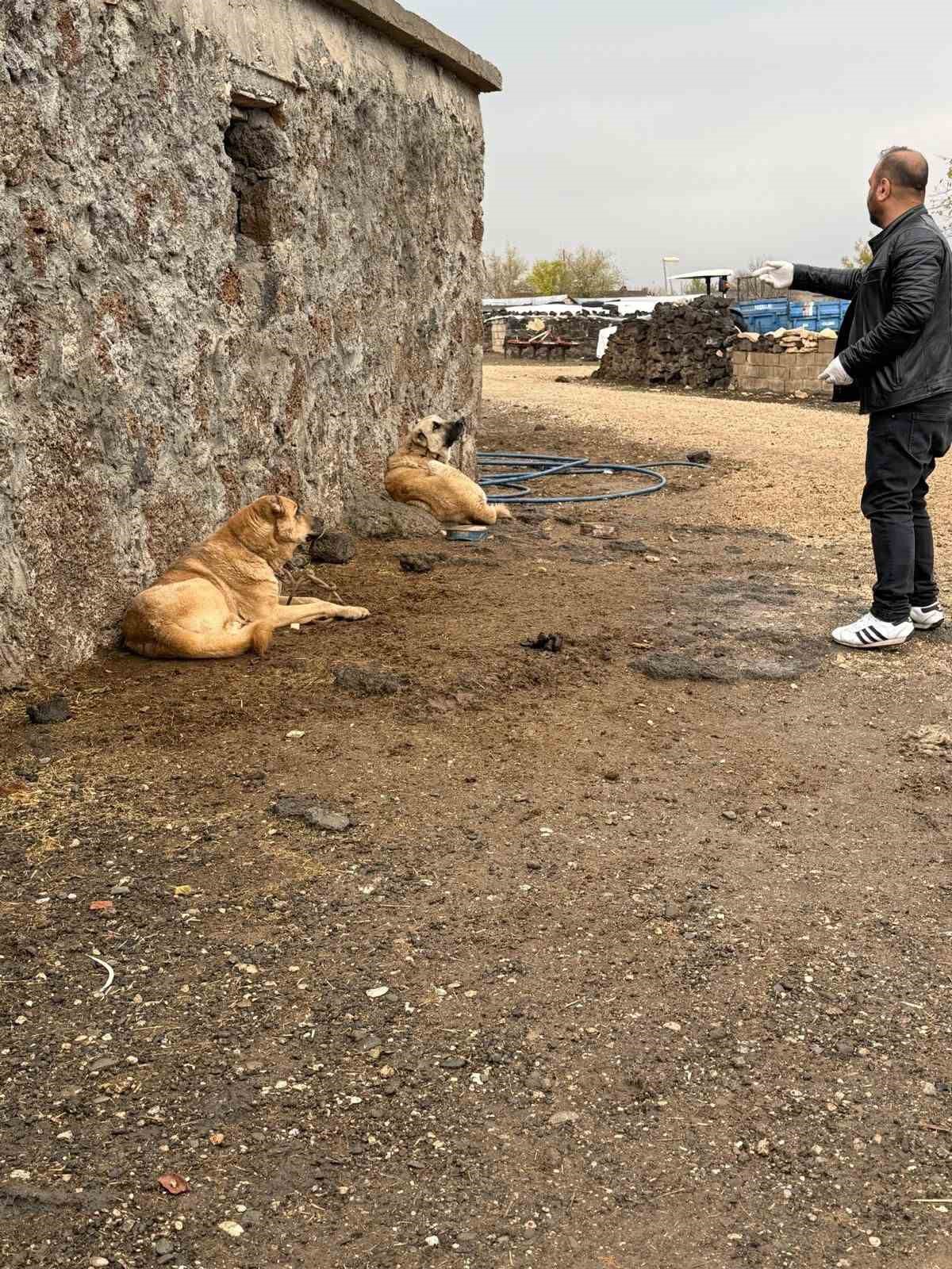diyarbakirda sokak hayvanlarina kuduz asisi uygulandi 1 2JiiYKyd