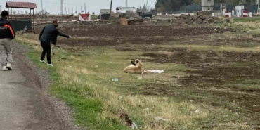 diyarbakirda-sokak-hayvanlarina-kuduz-asisi-uygulandi-Ov8bQRZr.jpg