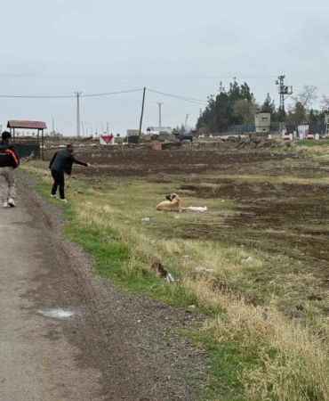 diyarbakirda-sokak-hayvanlarina-kuduz-asisi-uygulandi-Ov8bQRZr.jpg