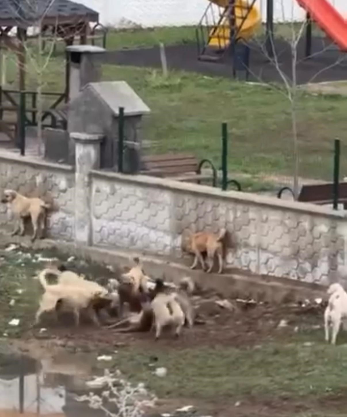 diyarbakirda sokak kopeklerinin bir kopegi parcalamaya calistigi anlar kamerada 0 ghklRSKU