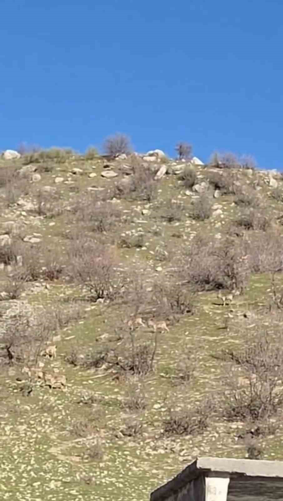 diyarbakirda suru halinde dag kecileri goruntulendi 1 rJWDBniH