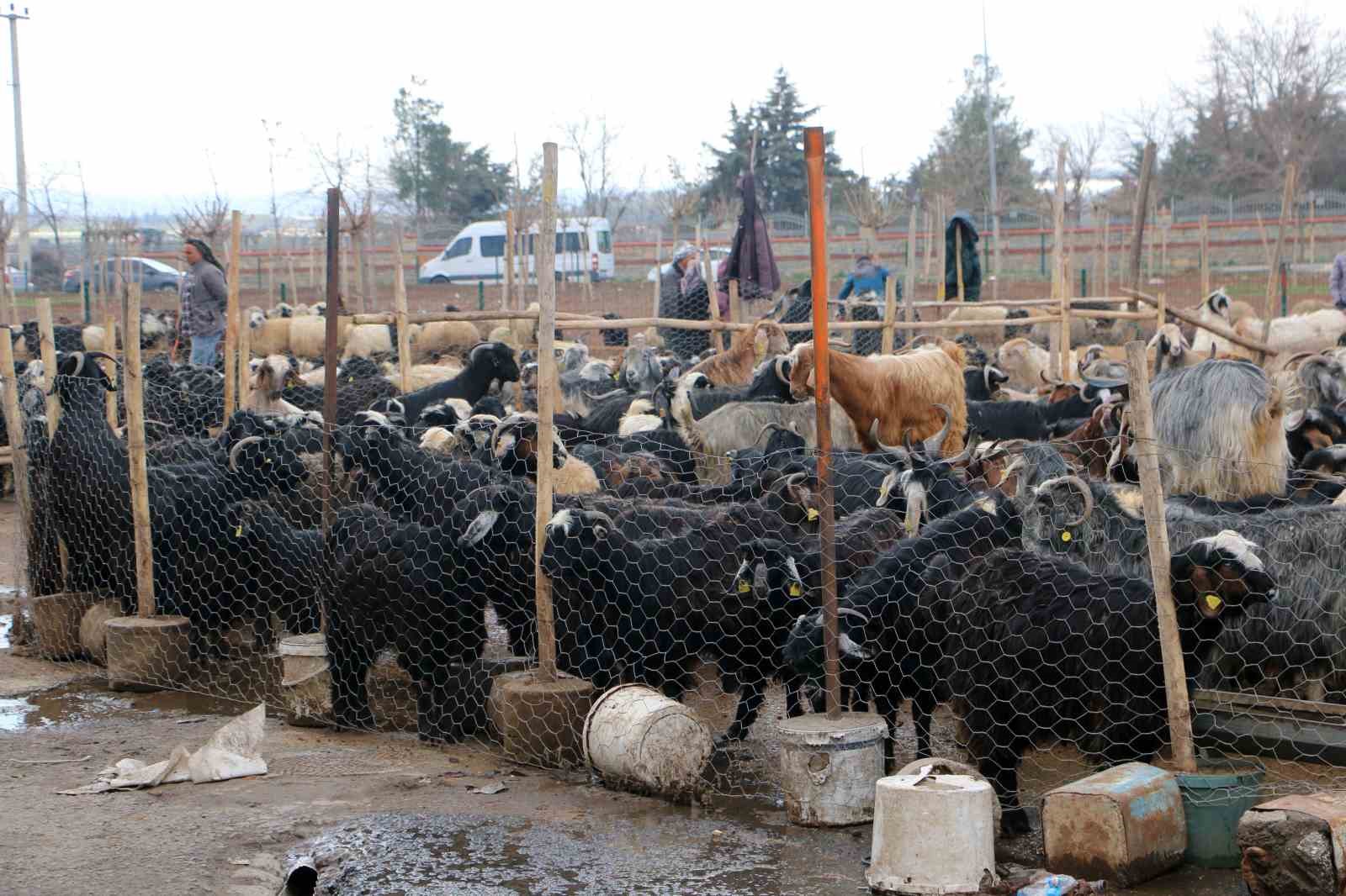 diyarbakirda vatandaslar sofralara birakacagi eti canli hayvan pazarindan almayi tercih ediyor 0 nhqfuCQR
