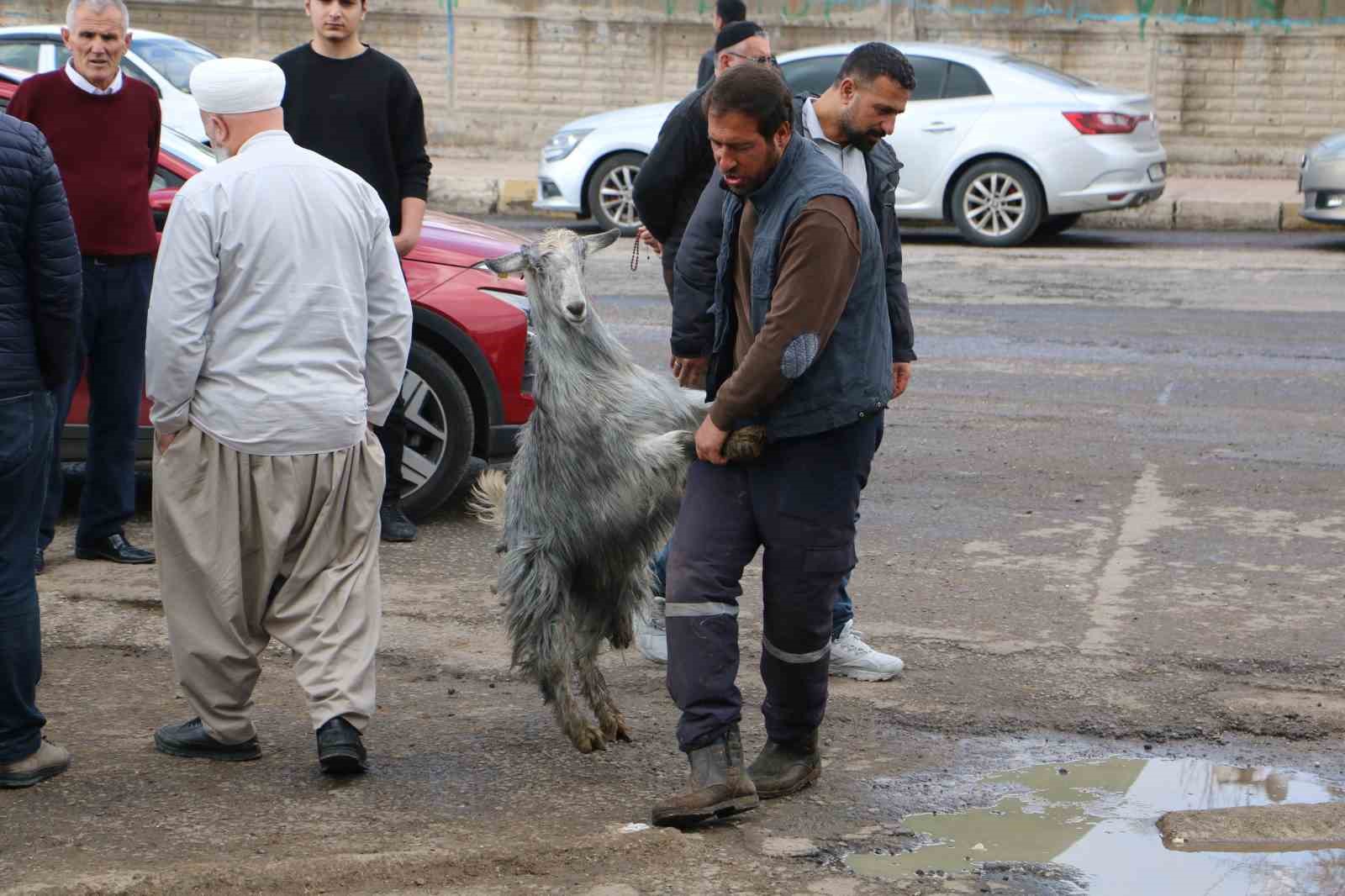 diyarbakirda vatandaslar sofralara birakacagi eti canli hayvan pazarindan almayi tercih ediyor 4 kfDJ6kT3