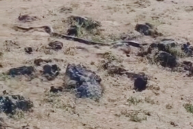 diyarbakirda-yaklasik-3-metre-uzunlugunda-yilan-goruntulendi-Y98bFL1T.jpg