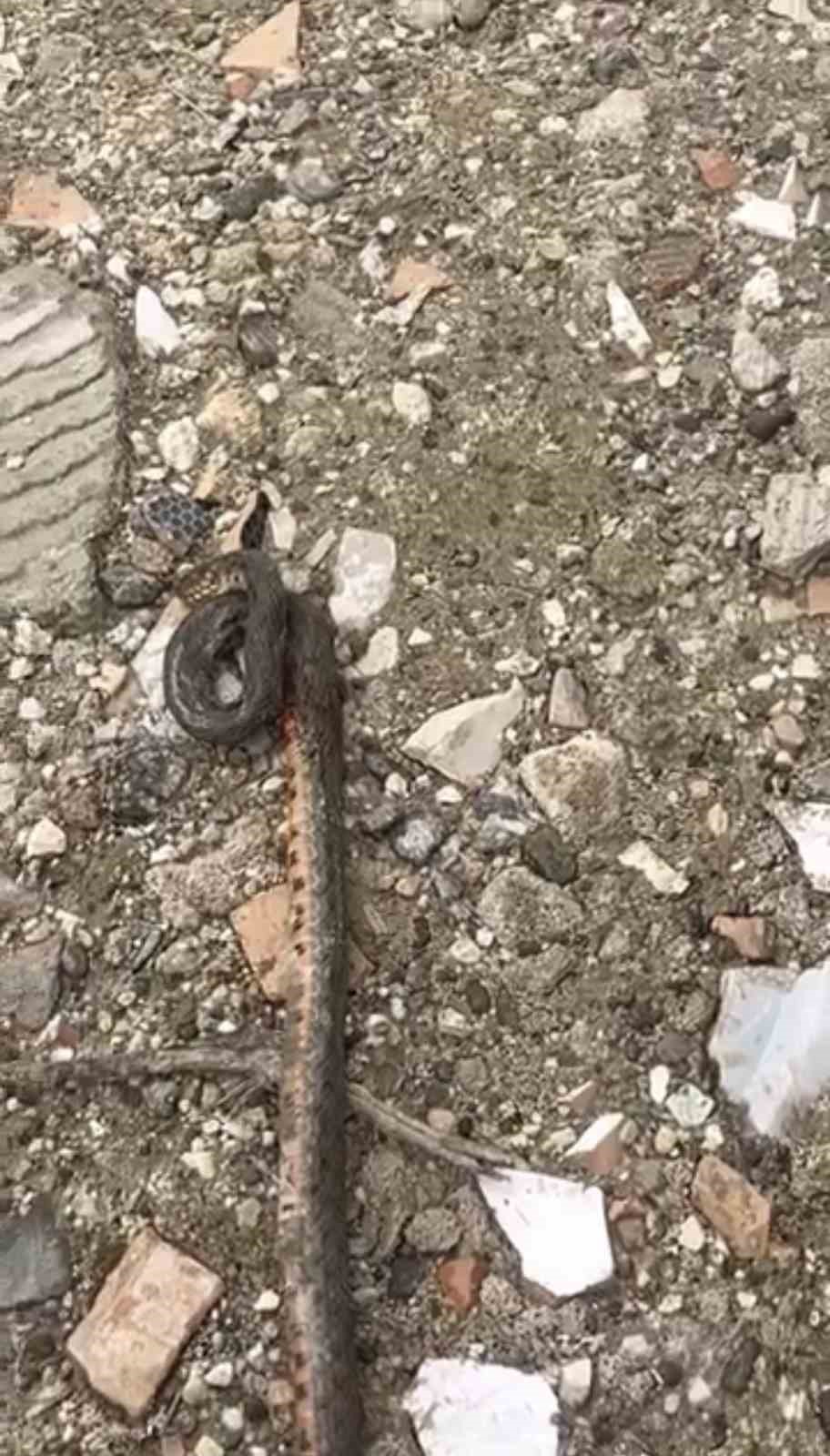 diyarbakirda yilanlar kis uykusundan uyandi 1 PqSg1FDM