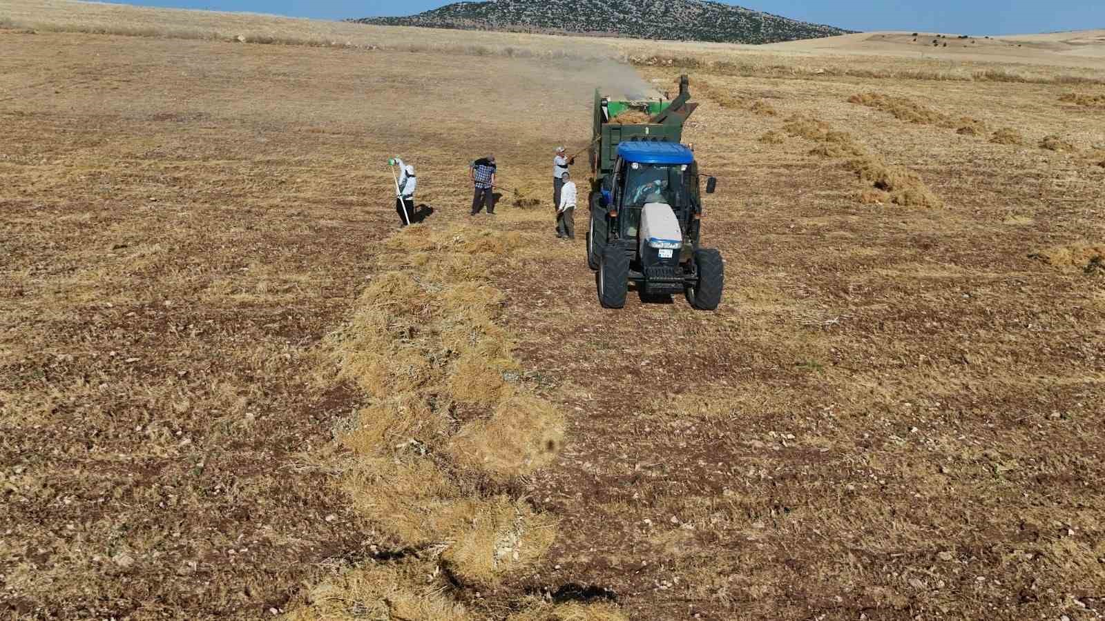 Diyarbakır’da yüksek sıcaklıkta hasat 9 diyarbakirda yuksek sicaklikta hasat 5 7rUcIlfk