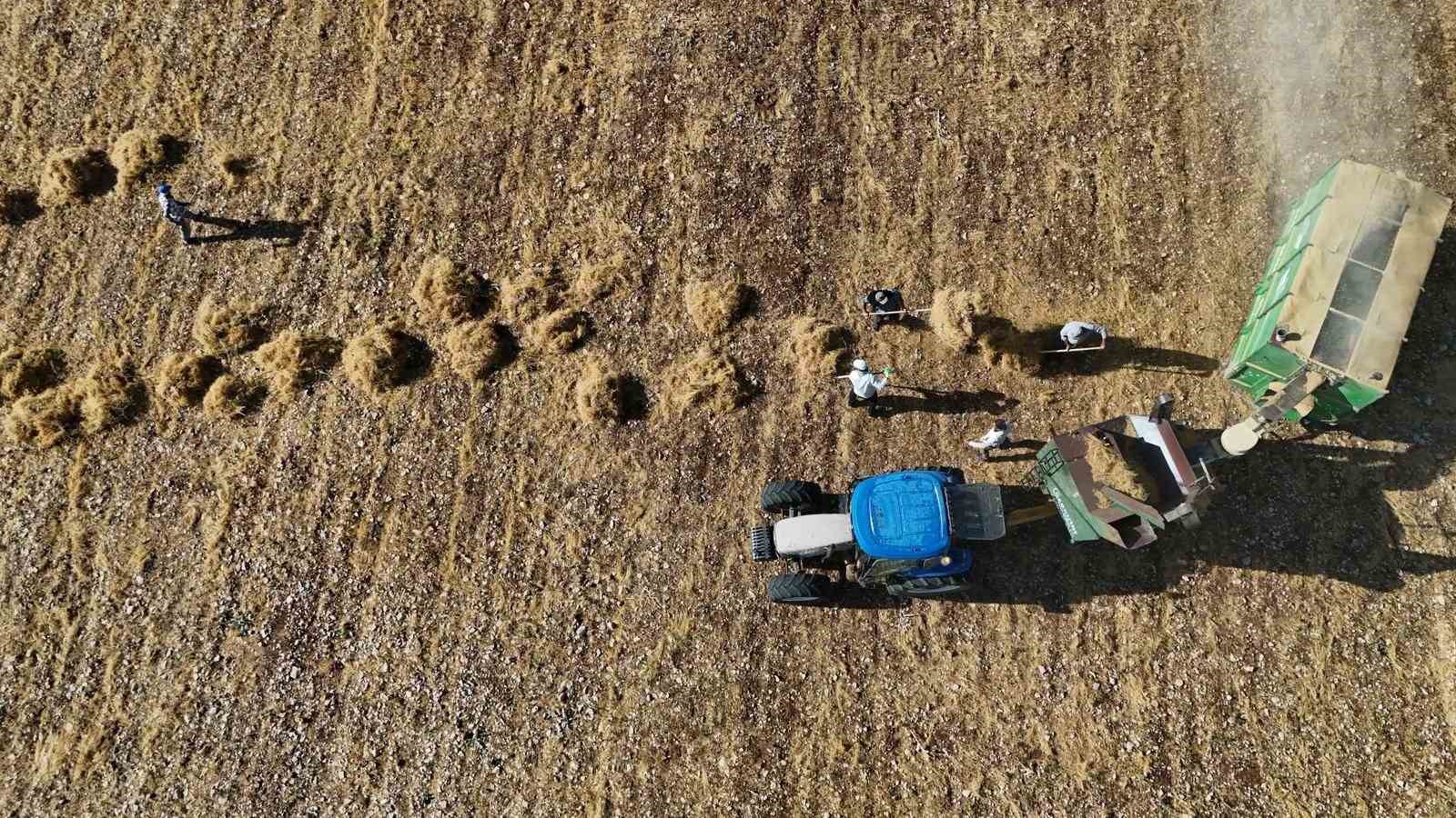 Diyarbakır’da yüksek sıcaklıkta hasat 10 diyarbakirda yuksek sicaklikta hasat 6 AywOHfAT