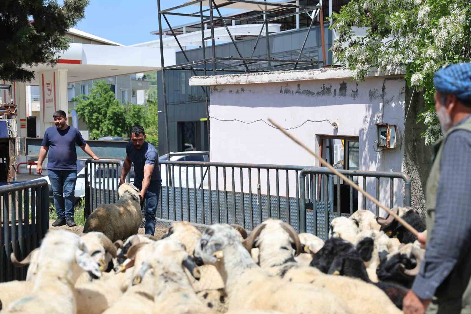 diyarbakirdan sehir disina kurbanlik sevki devam ediyor 0 fEcIHQjA