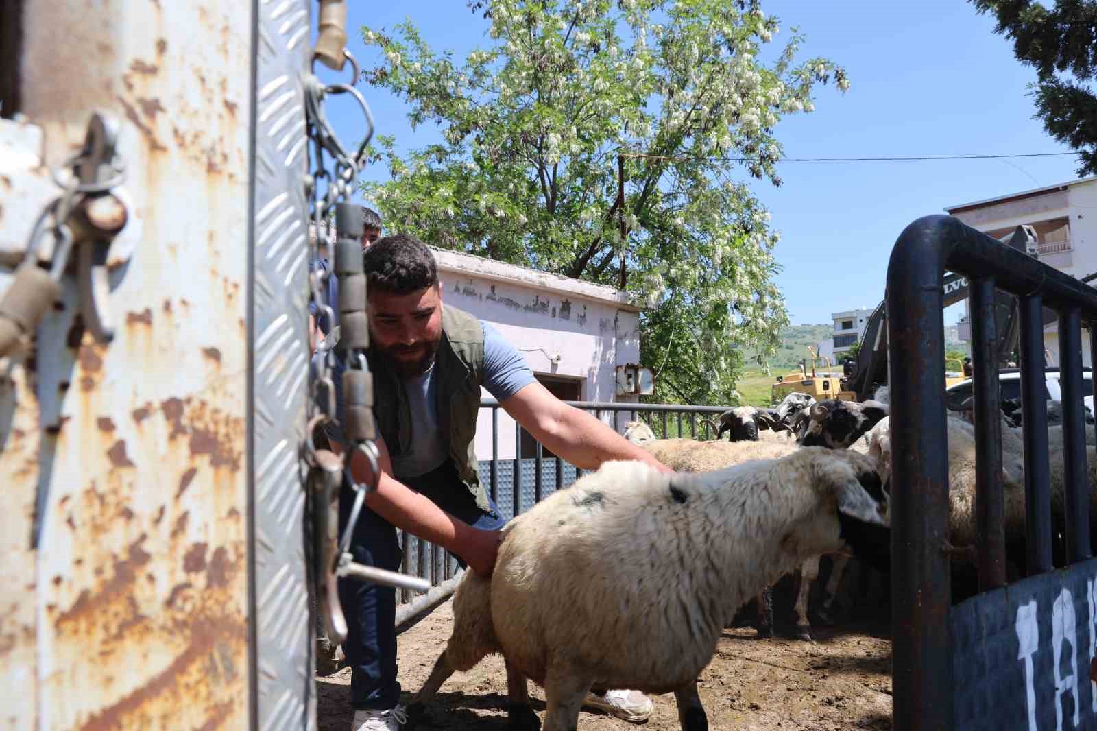diyarbakirdan sehir disina kurbanlik sevki devam ediyor 2