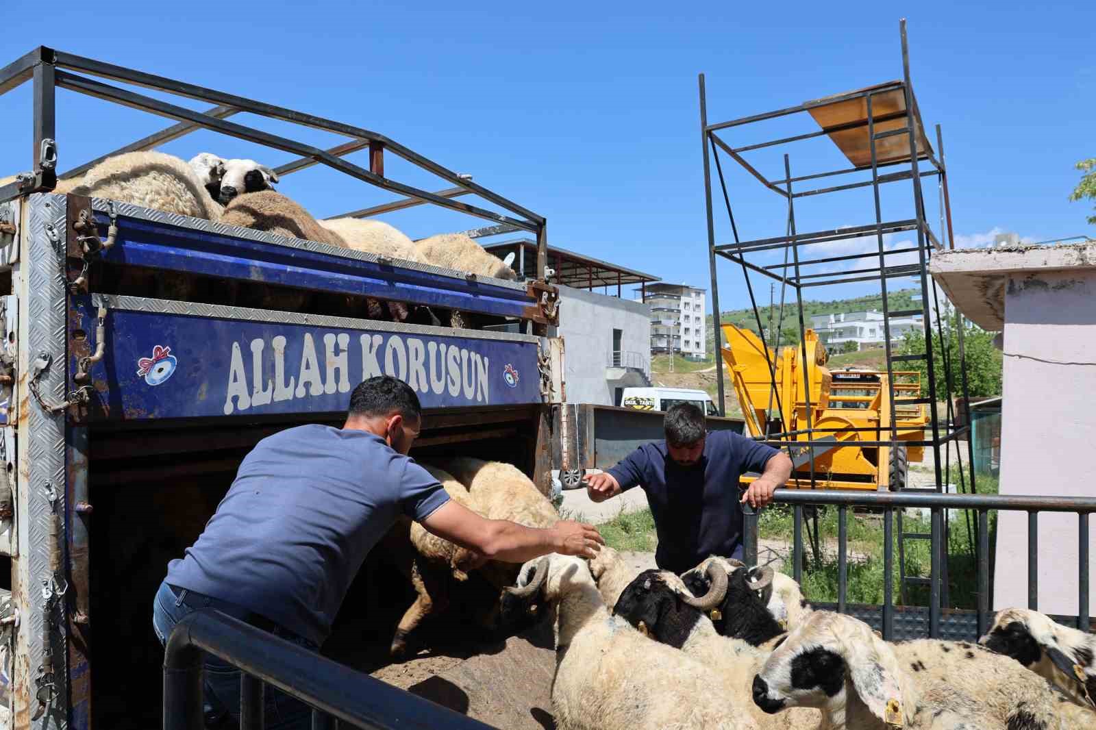 diyarbakirdan sehir disina kurbanlik sevki devam ediyor 3 19X23DwJ