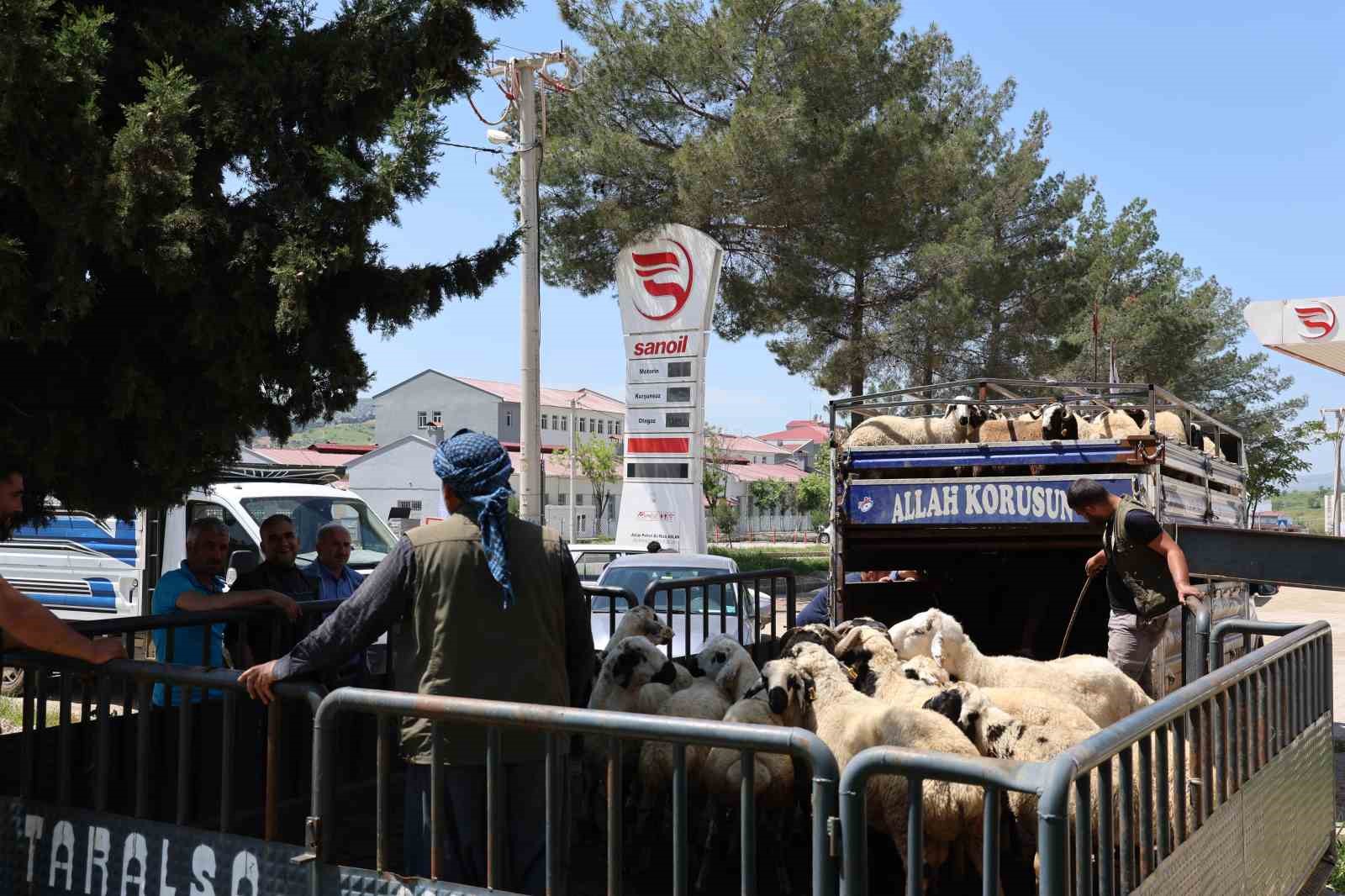 diyarbakirdan sehir disina kurbanlik sevki devam ediyor 4 qypRypsR