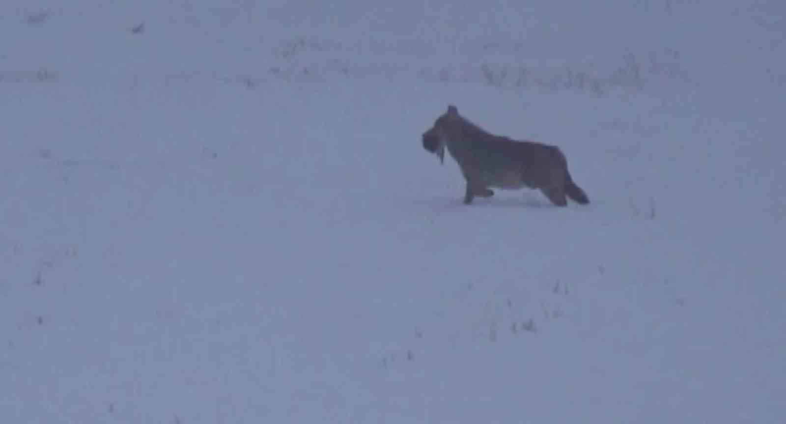 doga gezisinde kurtla karsilasti kurdu gorunce tuylerim diken diken oldu dedi 0 SR77E8El