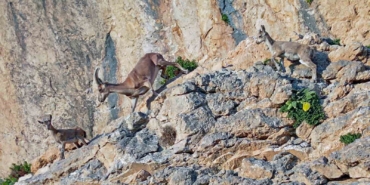 doga-gozlemcilerinin-rotasi-vanin-daglari-oldu-cJij9Mav.jpg