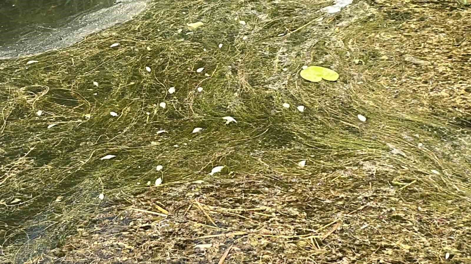 Doğa harikası Gölcük Tabiat Parkı’nda balık ölümleri yaşandı 5 doga harikasi golcuk tabiat parkinda balik olumleri yasandi 1 aYS5Odbl