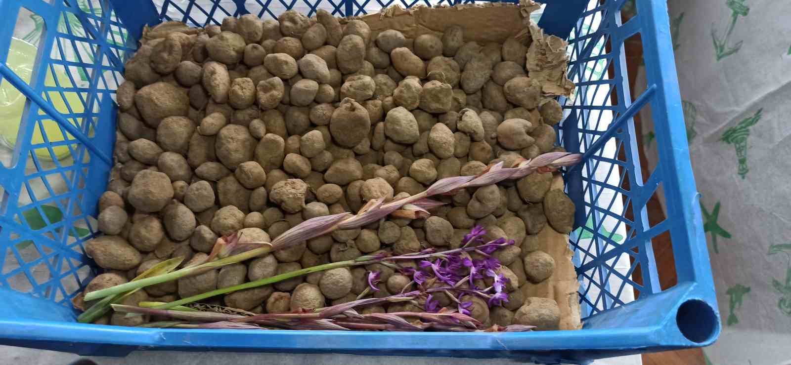doga yuruyusunde buldugu salep orkidesi hayatini degistirdi 60 bin fideyle salep ureticisi oldu 0 YWiPVs3i