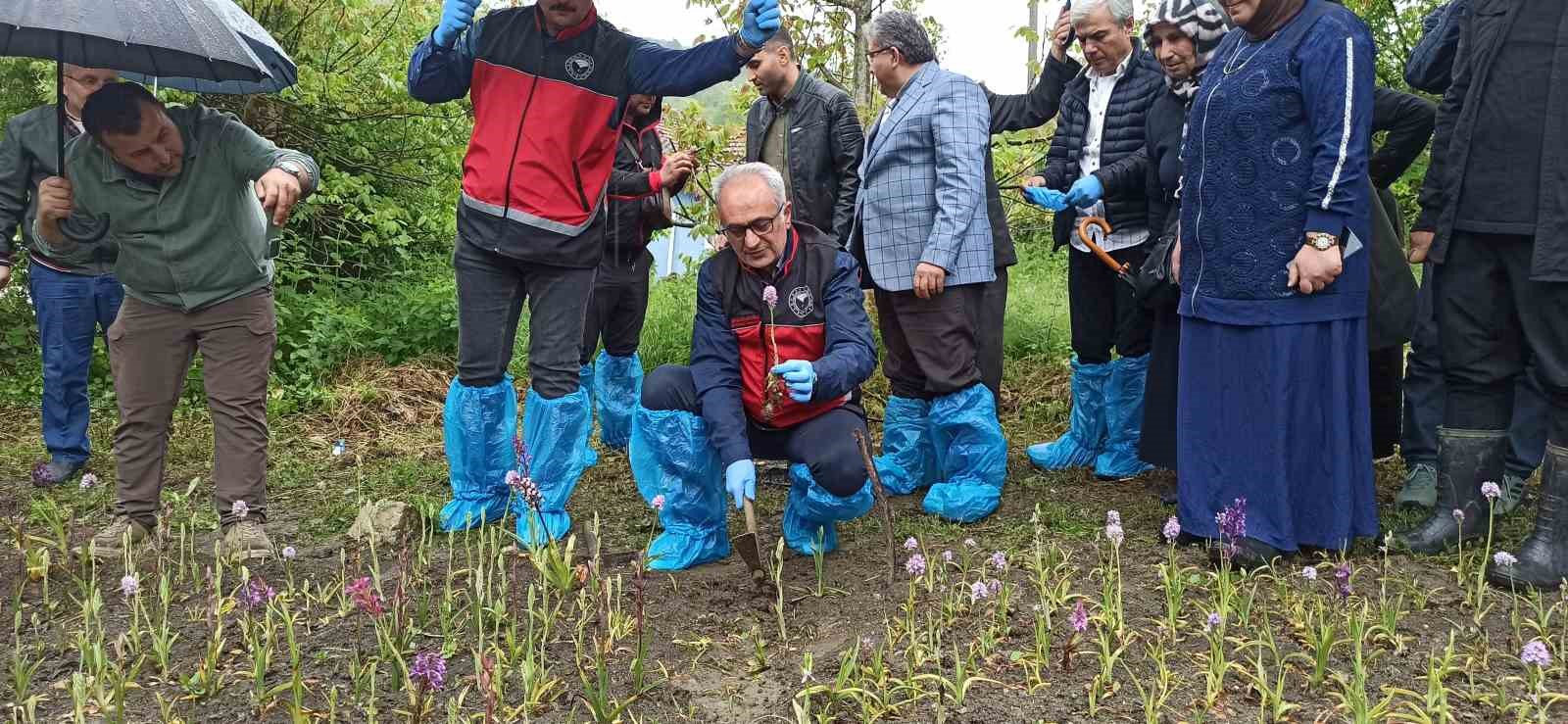 doga yuruyusunde buldugu salep orkidesi hayatini degistirdi 60 bin fideyle salep ureticisi oldu 1 UZRYdLhE