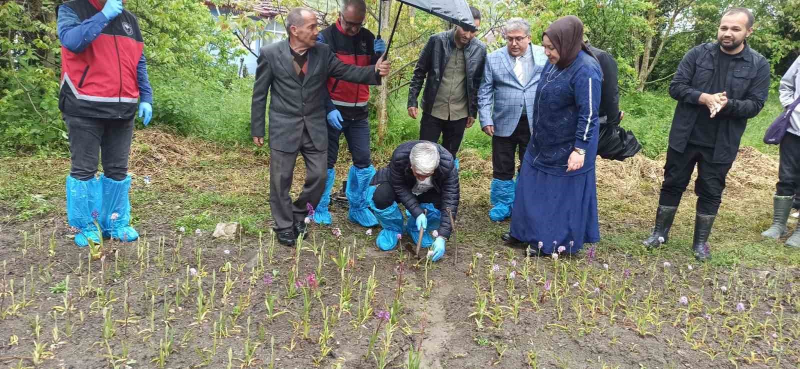 doga yuruyusunde buldugu salep orkidesi hayatini degistirdi 60 bin fideyle salep ureticisi oldu 5 RJcZ3ddy