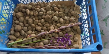 doga-yuruyusunde-buldugu-salep-orkidesi-hayatini-degistirdi-60-bin-fideyle-salep-ureticisi-oldu-kShTMwJe.jpg