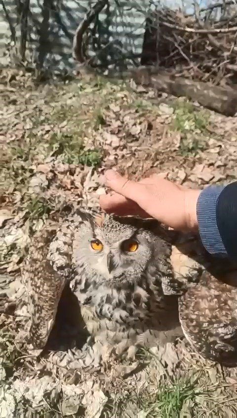 dogada buldugu puhu kusunu fistik diyerek sevdi 0 NLJEwhHi