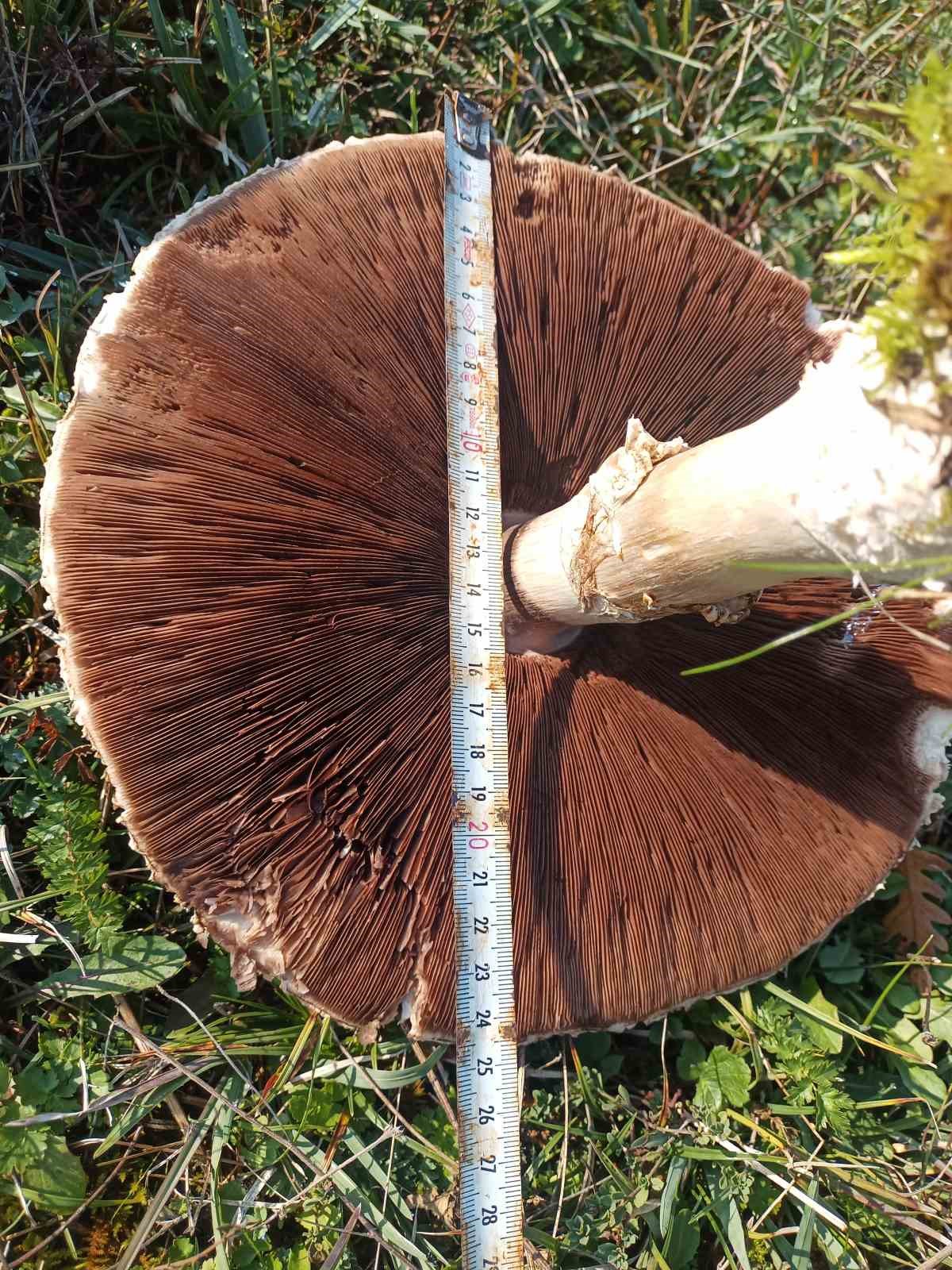 dogada buyuyen dev mantarlar saskina cevirdi 5 f4YZdZWR