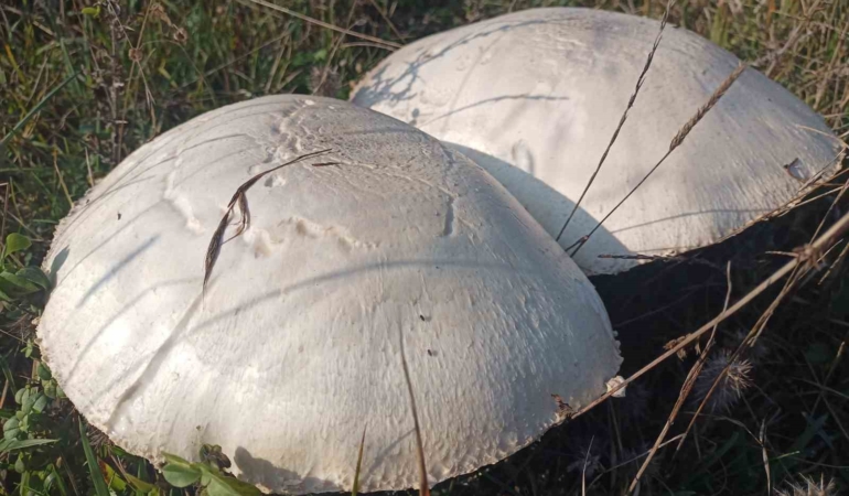dogada-buyuyen-dev-mantarlar-saskina-cevirdi-XzFH1P9K.jpg