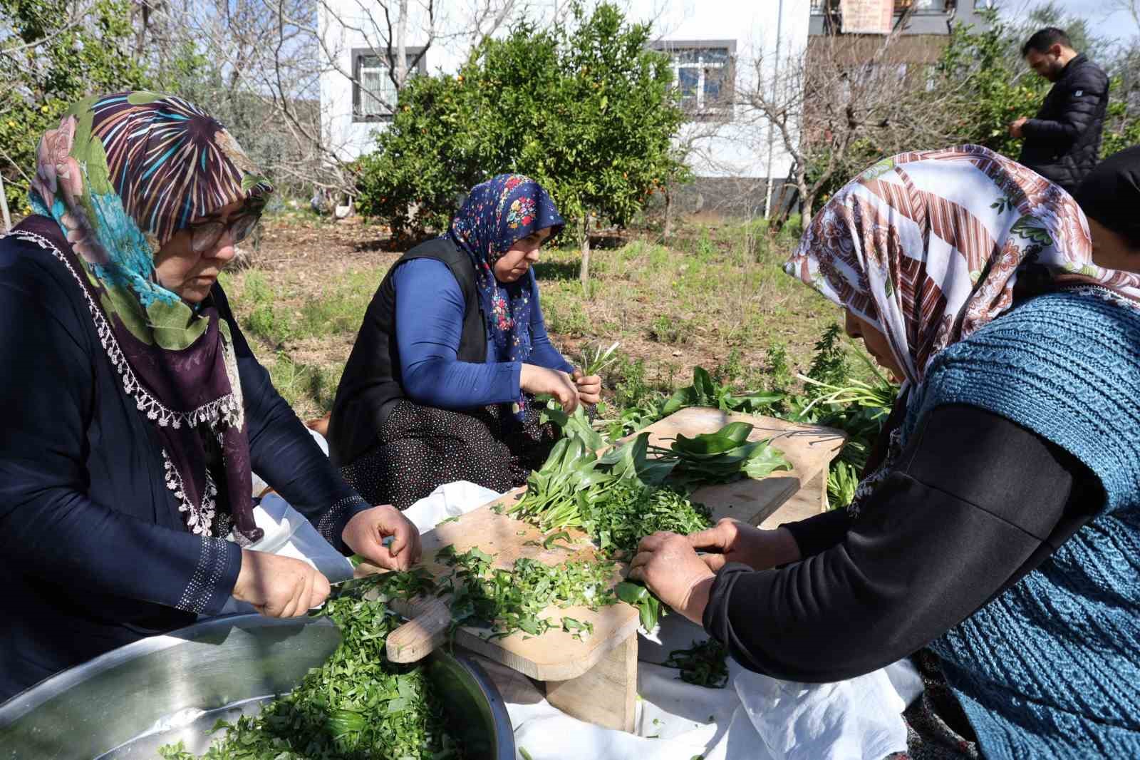 dogadaki zehirli ot kara kazanda sifaya donusuyor 2 9nTcbWhW