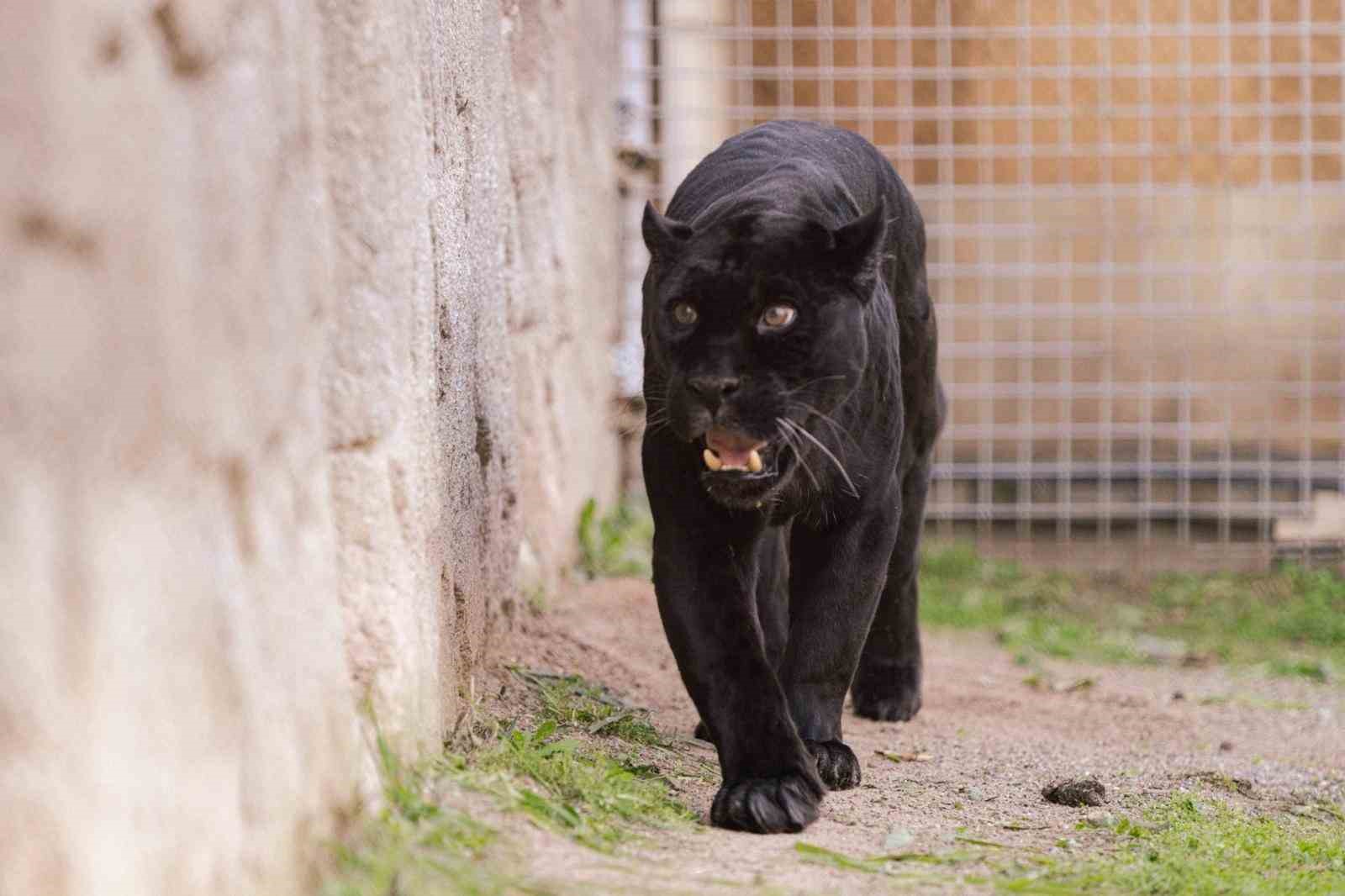 Doğal Yaşam Parkı’nın jaguarı Juliet yaşama veda etti 4 dogal yasam parkinin jaguari juliet yasama veda etti 0 dprXgbrb