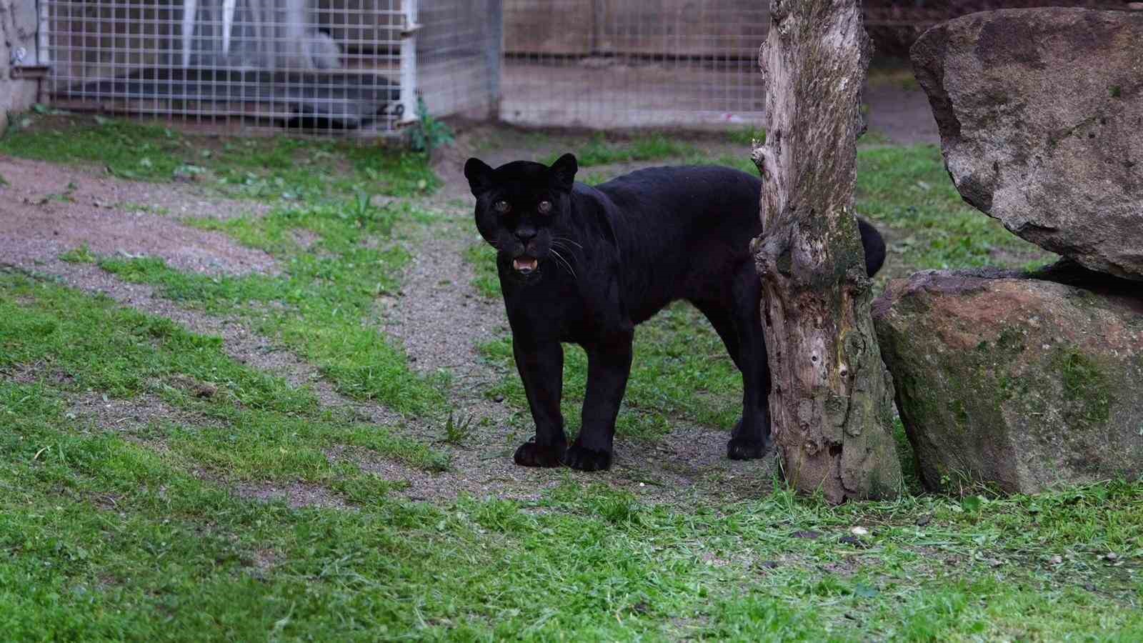 Doğal Yaşam Parkı’nın jaguarı Juliet yaşama veda etti 5 dogal yasam parkinin jaguari juliet yasama veda etti 1 LGyrkzth