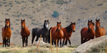 dogaya-salindilar-cogaldilar-guclendiler-emirdaglarinin-gercek-sahibi-oldular-CCIvOjXG.jpg