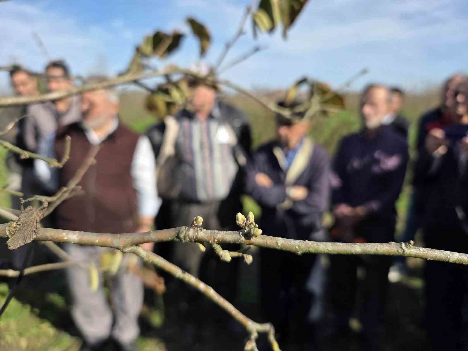 dogru budama ile 500 metrekareden alinan findik 10 donumluk bahceden alinan findigi solluyor 3