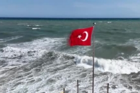 Adilcevaz’da başıboş sokak köpekleri korku saçıyor 1 thumbnail