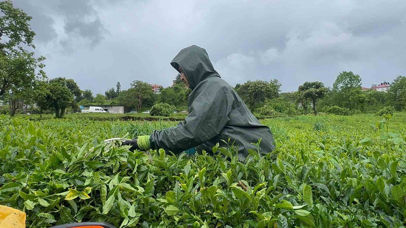 dogu karadenizde yagmur cay hasadini durdurmadi 1
