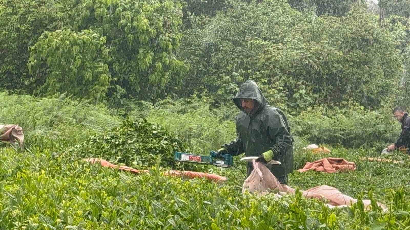 dogu karadenizde yagmur cay hasadini durdurmadi 2
