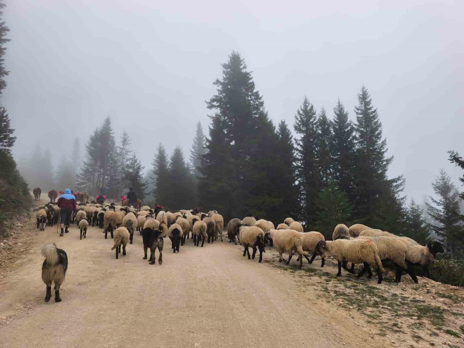 Doğu Karadeniz’de yaylalardan dönüşler hızlandı 5 dogu karadenizde yaylalardan donusler hizlandi 1